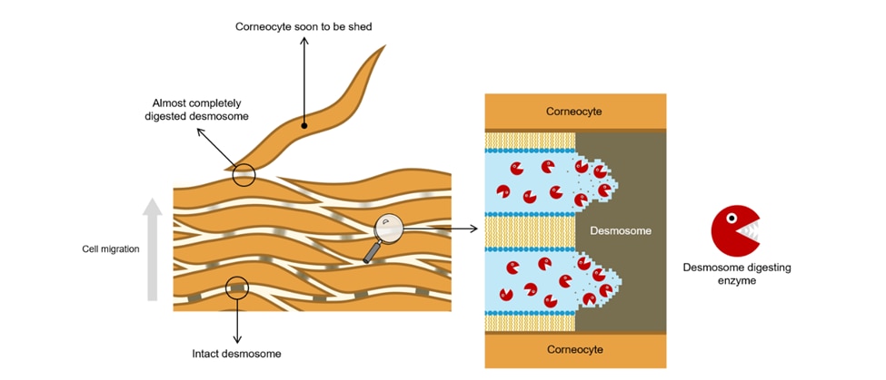 diagram showing cross-section of stratum corneum, with cell migration of corneocytes linked together by desmosomes. Desmosome digesting enzymes are pictured inside the water channels between the corneocytes.