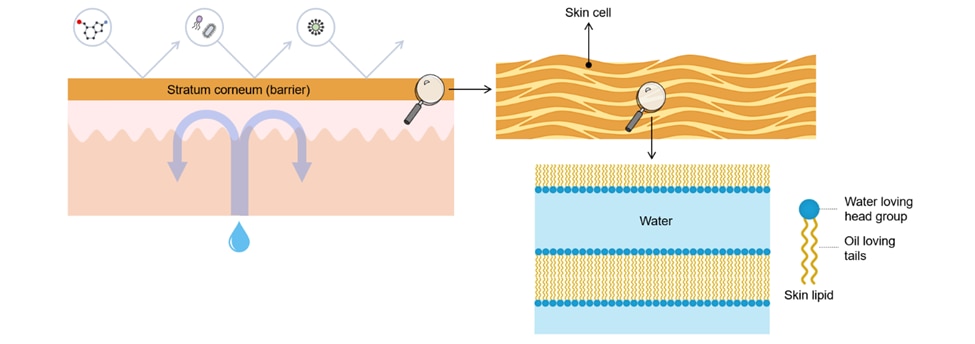 Diagram showing cross-section of the stratum corneum barrier, barrier consisting of skin cells, separated by layers of lipids, which include a water loving head group and oil loving tails.